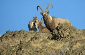 Mountain goats 