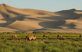 Camels 