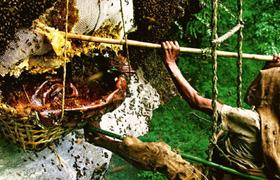 Honey Hunting Nepal