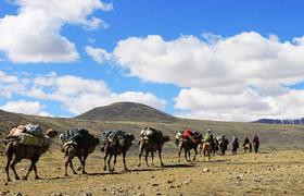 Pack camels 
