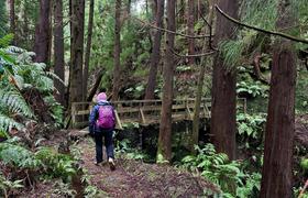 Forest path