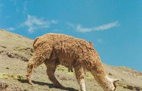 Llama in mountains