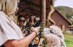 Alpacas