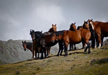 Kazakhstan