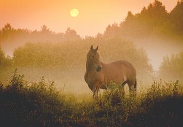 Poland