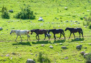 Kyrgyzstan