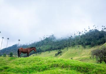 Colombia